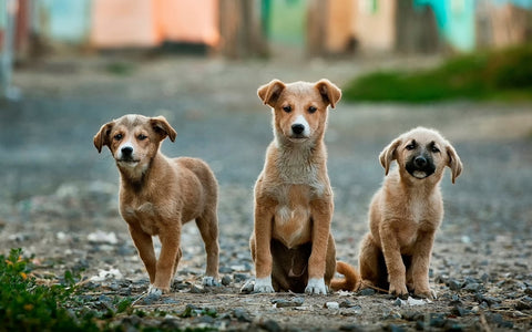 La importancia de las revisiones veterinarias periódicas