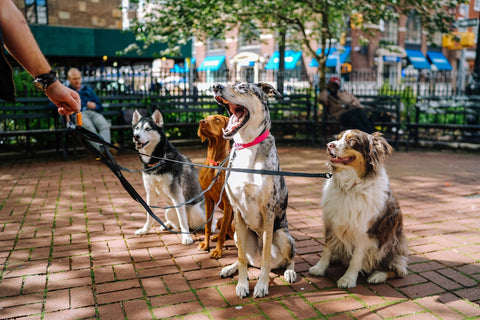 Tips para identificar alergias en tu perro