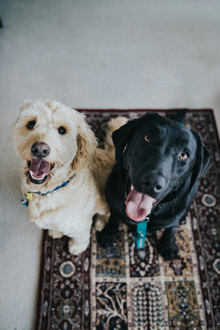Lo último en salud dental para perros