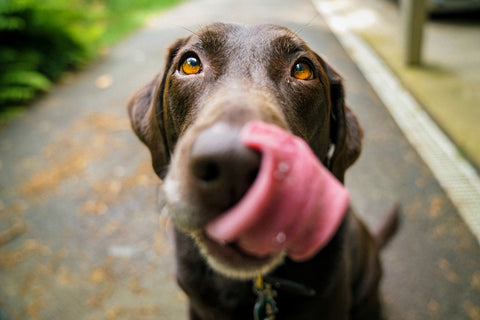 Claves para un entorno seguro para tu perro