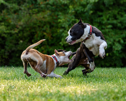 Información sobre las vacunas esenciales para perros