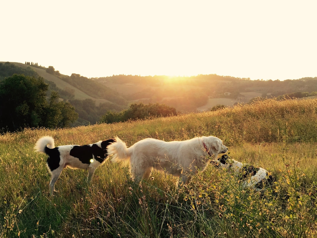 Tres perros jugando y relajados en el césped