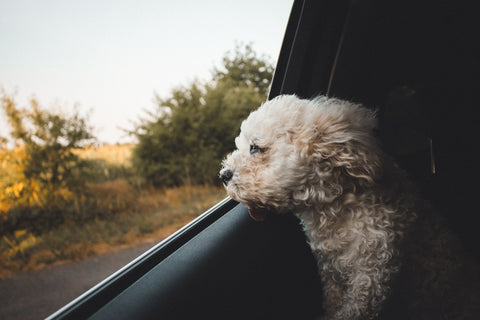 Cómo preparar un viaje inolvidable con tu perro