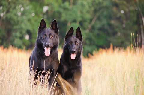 Tratamientos naturales para la ansiedad canina