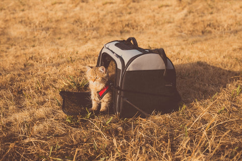 Pasos a seguir antes de salir de vacaciones con tu amigo peludo
