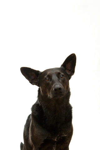 Consejos prácticos para el cuidado de perros mayores