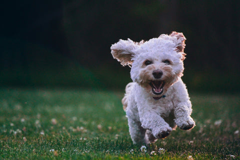 Problemas comunes de salud en perros y soluciones