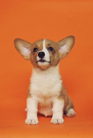 Cómo cuidar la salud bucal de tu perro