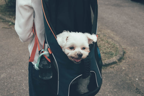 El kit esencial para un viaje con tu perro