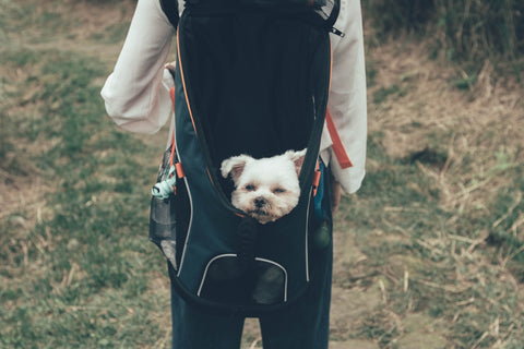 Frecuentes dudas al planear un viaje con tu perro y sus respuestas