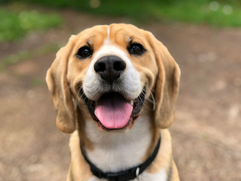 Beneficios de una dieta natural para perros