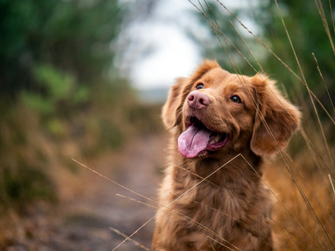 Riesgos de la obesidad en perros