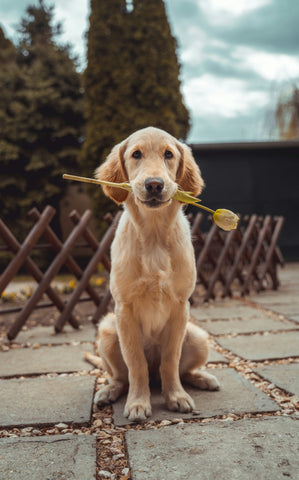 Alimentación adecuada según la raza canina