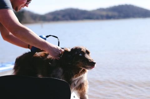 Cómo socializar a tu perro en nuevas ciudades y entornos.