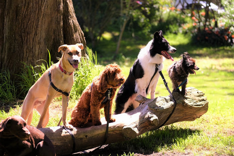 La historia de la vacunación canina