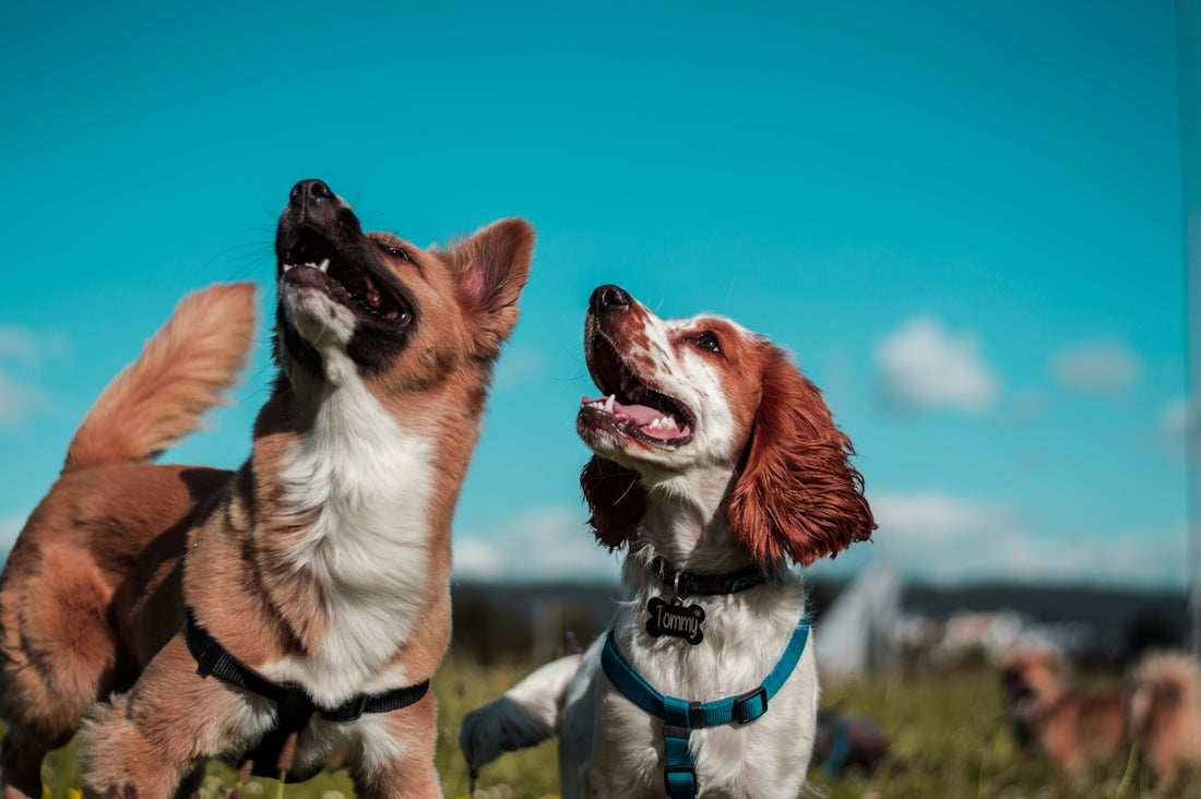 Dos perros blancos y marrones en el campo