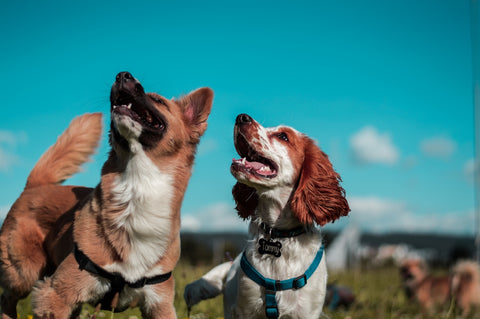 Cómo evitar parásitos comunes en perros