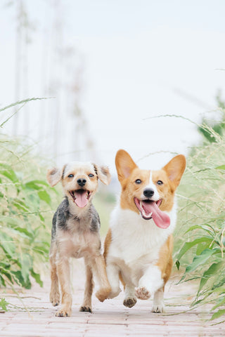 Ejercicios diarios esenciales para perros felices