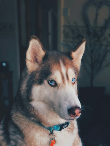Razones para hacer ejercicio con tu perro