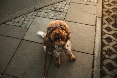10 consejos imprescindibles para viajar con tu perro