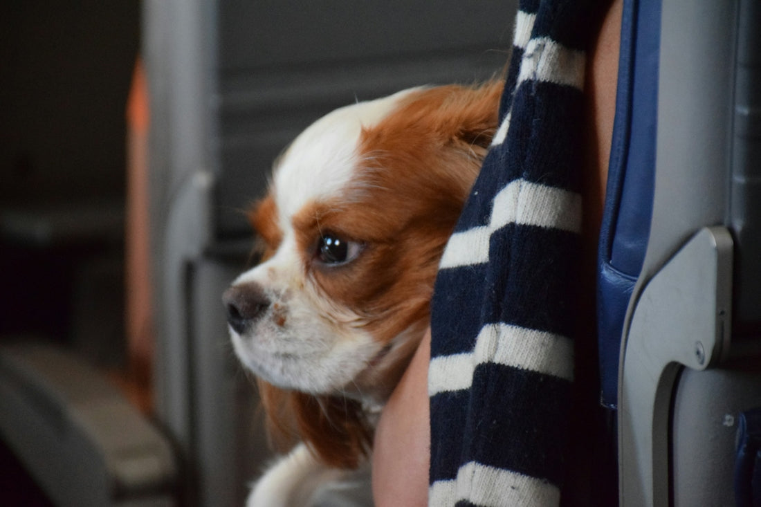 white and brown long haired small dog