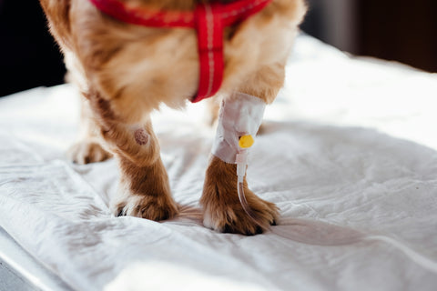 Bálsamo Protector para Patas de Perro: Guía Completa para Mantener las Almohadillas Saludables