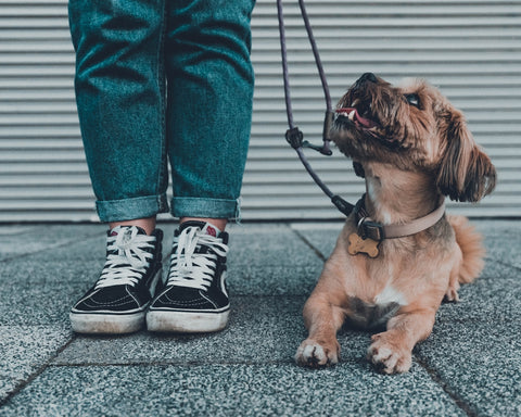 10 errores comunes al viajar con tu perro y cómo evitarlos
