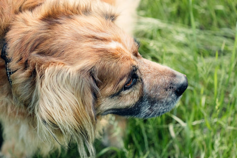 Comodidad y Salud para Tu Mascota: Ventajas del Comedero Doble Elevado para Perros