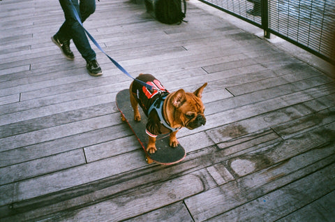 Claves comparativas para elegir el mejor modo de transporte para tu perro