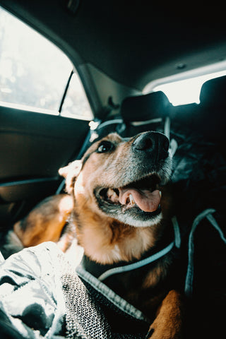 Métodos exitosos para acostumbrar a tu perro a los viajes en coche