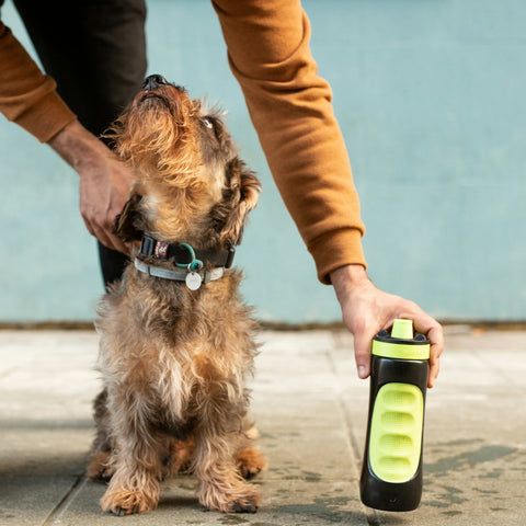 Por qué el Arnés Reflectante Ajustable y Transpirable es Esencial para la Seguridad de tu Mascota