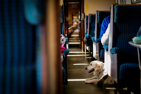 Estrategias para una convivencia armoniosa con tu perro durante viajes largos