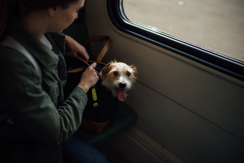 Permite que tu perro disfrute de las vacaciones contigo siguiendo estos consejos