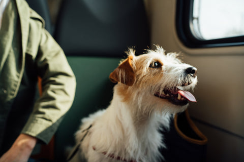 Qué hacer si pierdes a tu perro mientras viajas