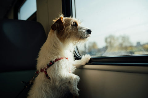 Explorando nuevas experiencias de viaje junto a tu perro