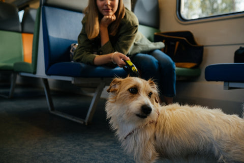 Las mejores prácticas para viajar en tren con tu perro