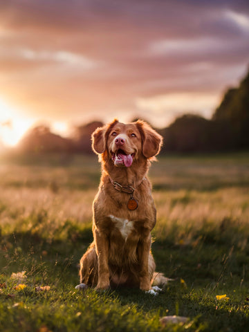 Cómo prevenir el sobrepeso en perros