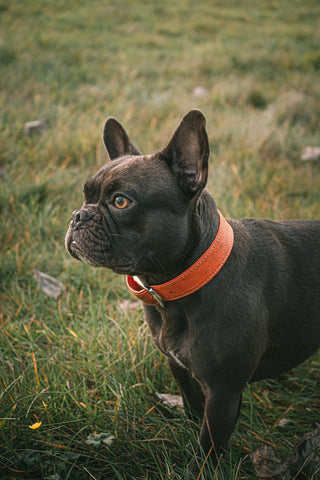 Collares de Nylon para Perro: Razones para Elegir Durabilidad y Comodidad para tu Mascota