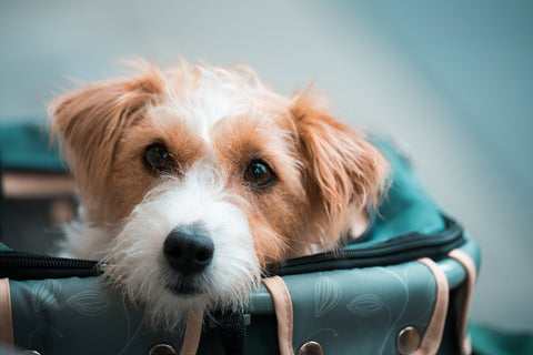 Qué hacer si tu perro se marea en el coche durante los viajes