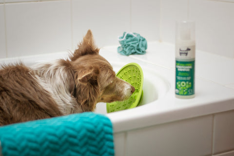 Quitador de Pelo para Perros: Soluciones para Una Convivencia Limpia con Tu Mascota