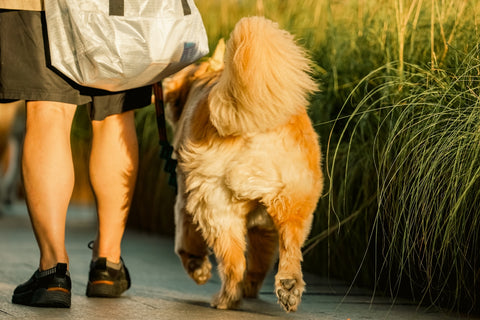 Historia del viaje con perros desde aventuras antiguas hasta la actualidad
