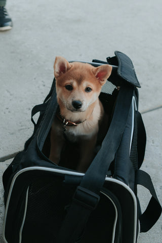 Guía completa para encontrar alojamientos dog-friendly durante tus viajes