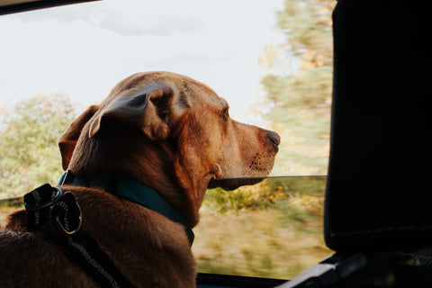 Actualizaciones clave para un viaje trendy con tu perro este año.