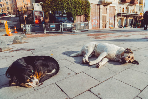 Cómo Optimizar la Recogida de Heces de tu Mascota con el Uso de Pinzas Eficientes