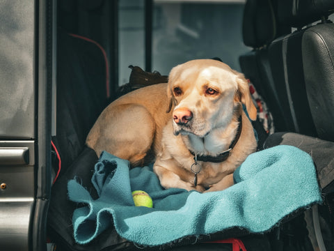 Seleccionando los mejores destinos junto a tu perro