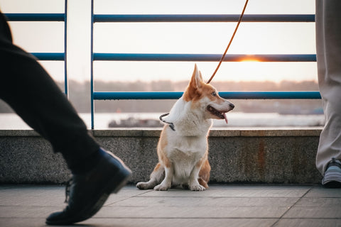 Persuadiendo a tu perro a disfrutar de largos viajes por carretera