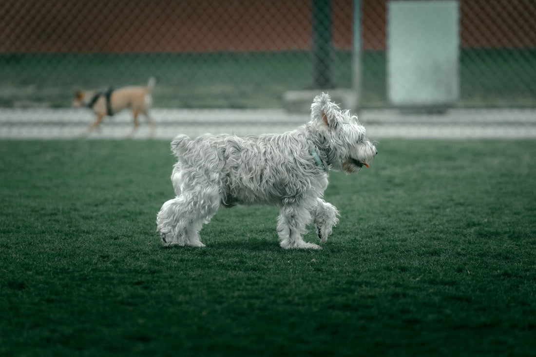 Perro blanco pequeño con collar táctico deportivo en campo verde