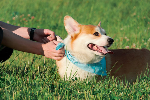 Aumenta la Seguridad de las Aventuras de tu Perro con el Arnés Táctico