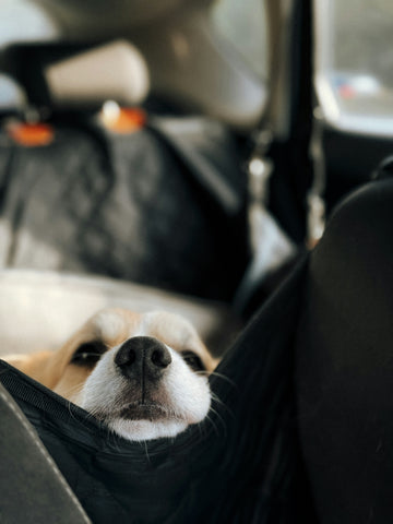 Problemas comunes al viajar con perros y soluciones efectivas