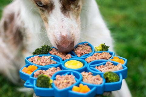 Ventajas del Contenedor para Comida de Perro para Mantener los Alimentos Frescos y Nutritivos
